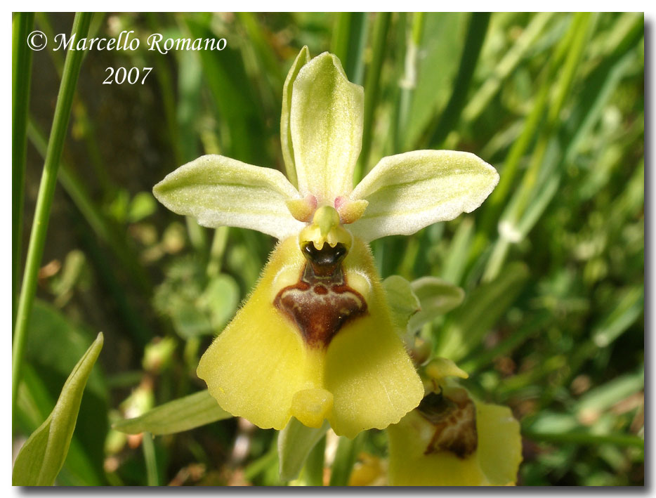 Ophrys lacaitae fotografata in Sicilia sui Monti Nebrodi